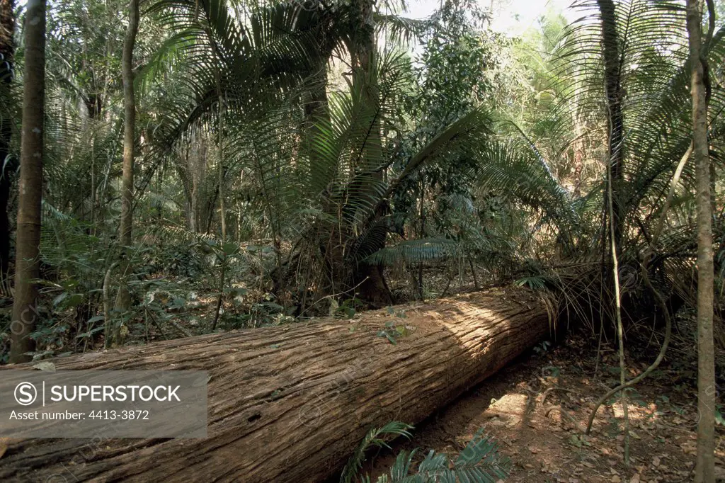 Trunk with ground in the Atlantic forest Rio Doce Brazil