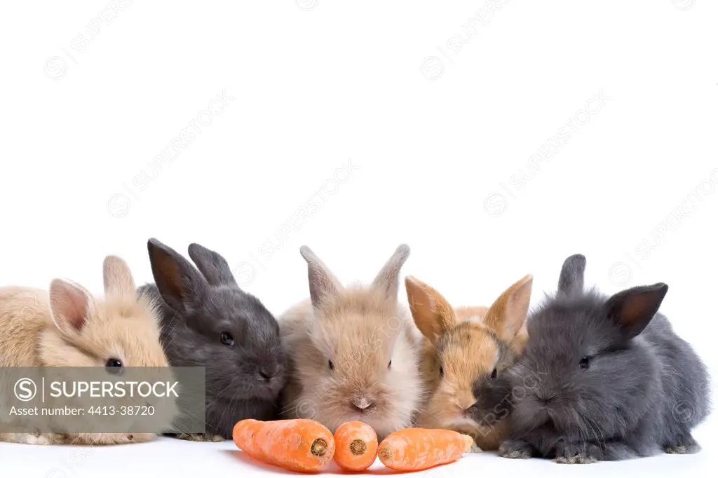 Young domestic rabbits eating carots