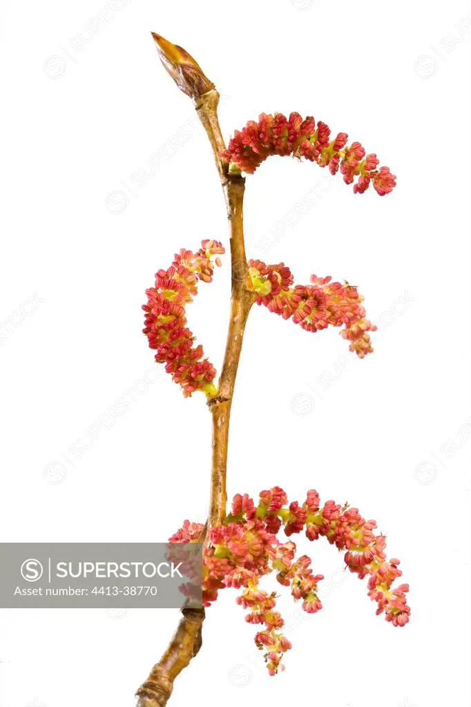 Inflorescence black cottonwood on a white background