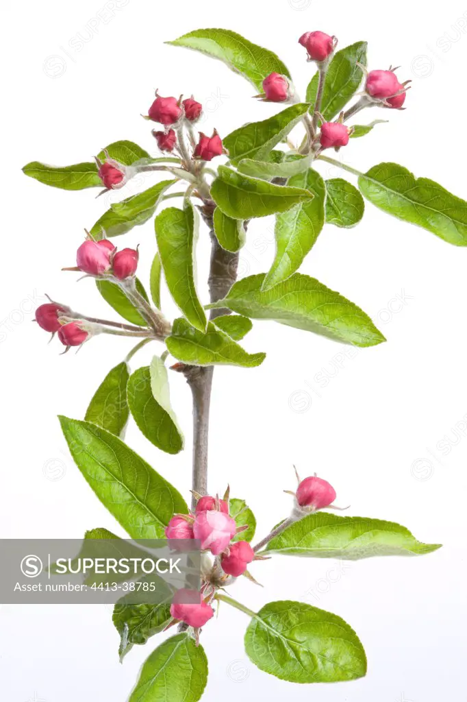 Apple blossom bud on a white background