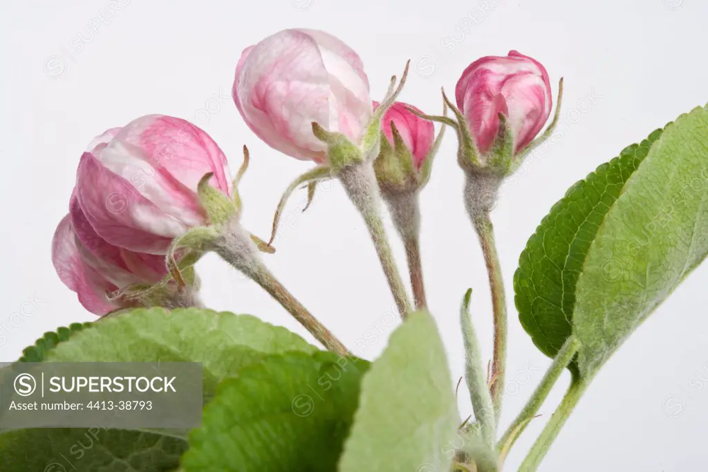 Apple blossom bud on a white background