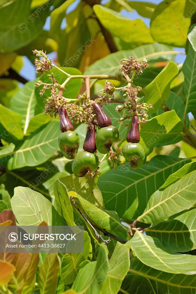 Unripe Cashew nuts on the tree Martinique