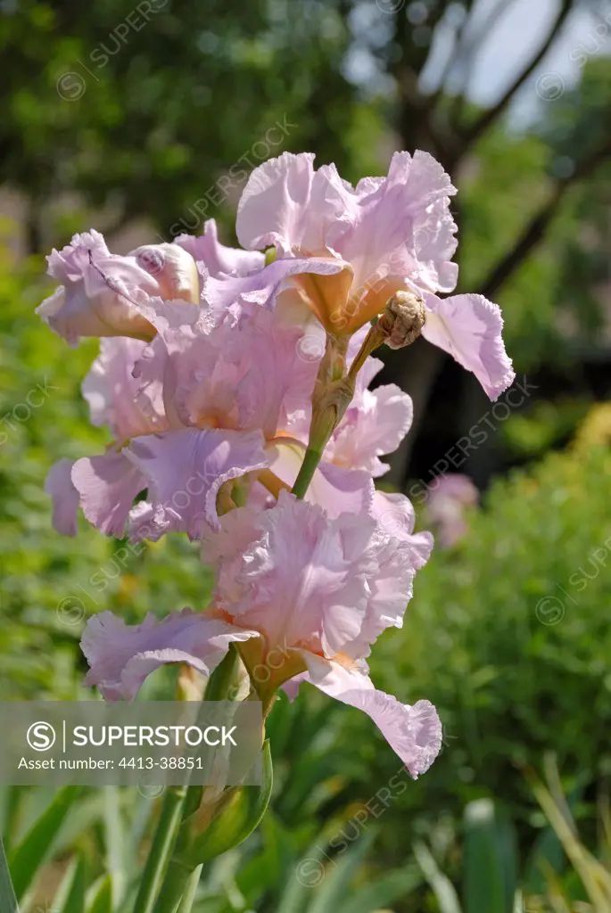 Bearded Iris 'Clarendon' in bloom France