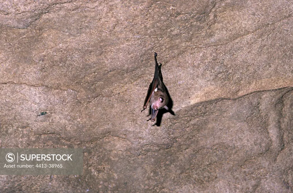 Commerson's Roundleaf Bat in a cave Madagascar