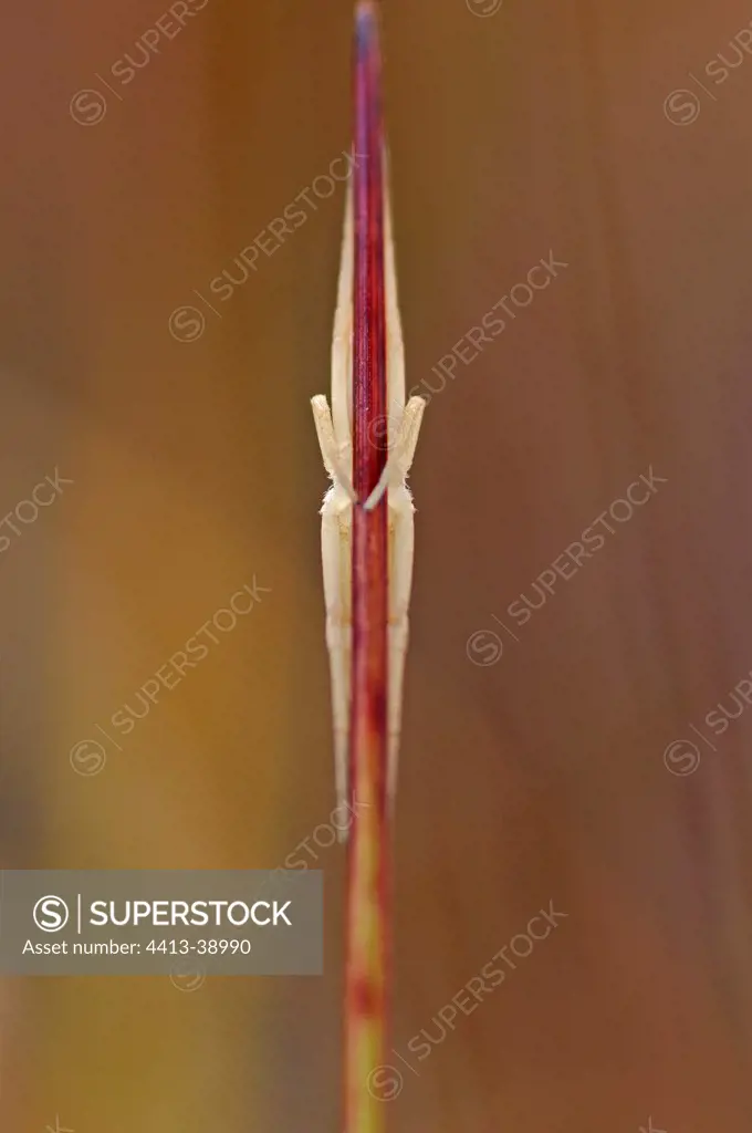 Spider camouflaged on a stem in a bog France