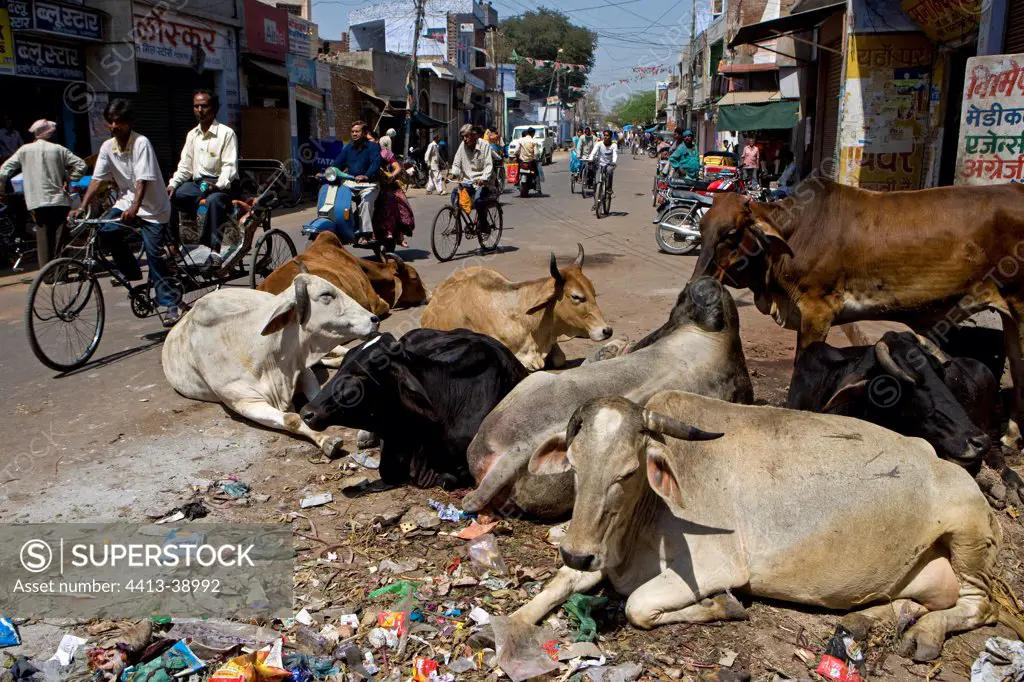 Sacred Cows in the middle of traffic in town India