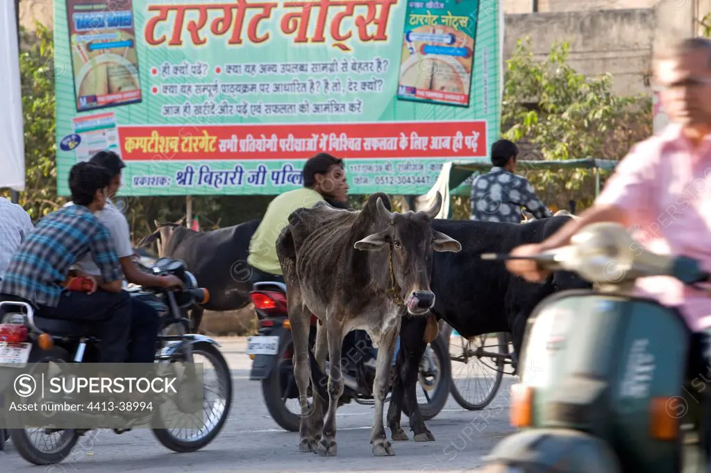 Sacred Cow in the middle of traffic in town India