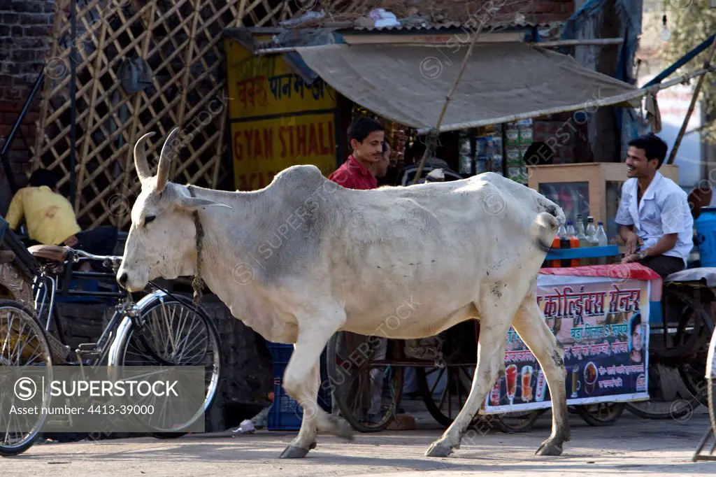 Portrait of a sacred Cow walking quietly in town