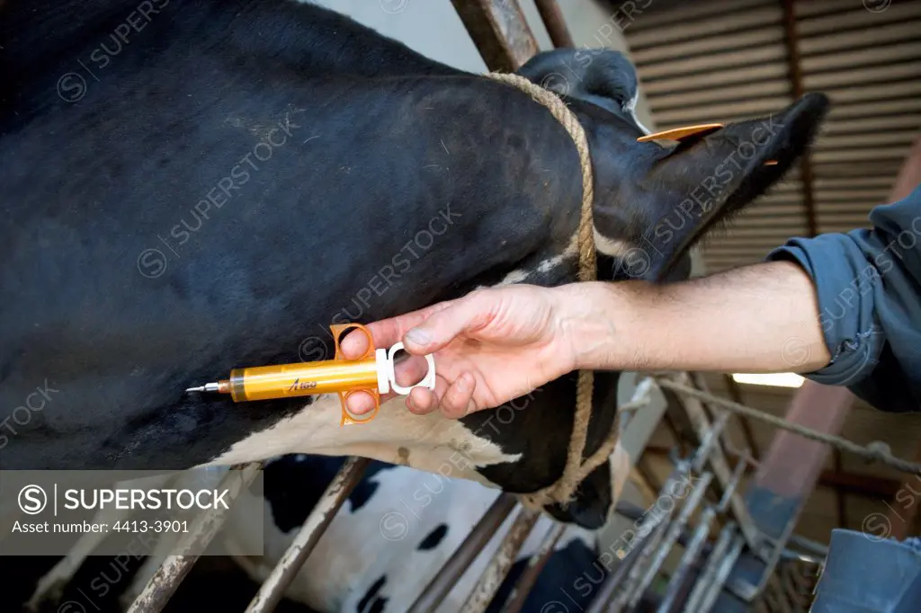 Veterinarian giving an injection to a Prim'Holstein Cow