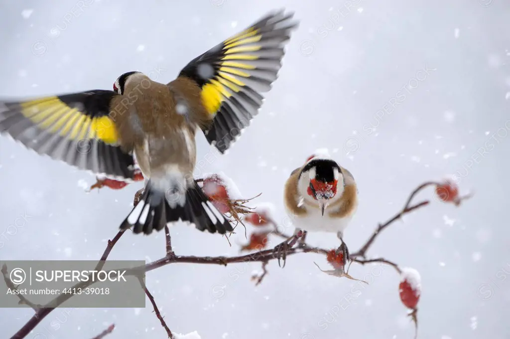 Goldfinch landing on a rose tree under the snow France