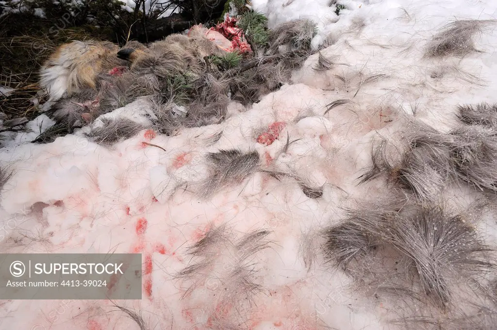Deer carcass predated by a wolf in the snow France