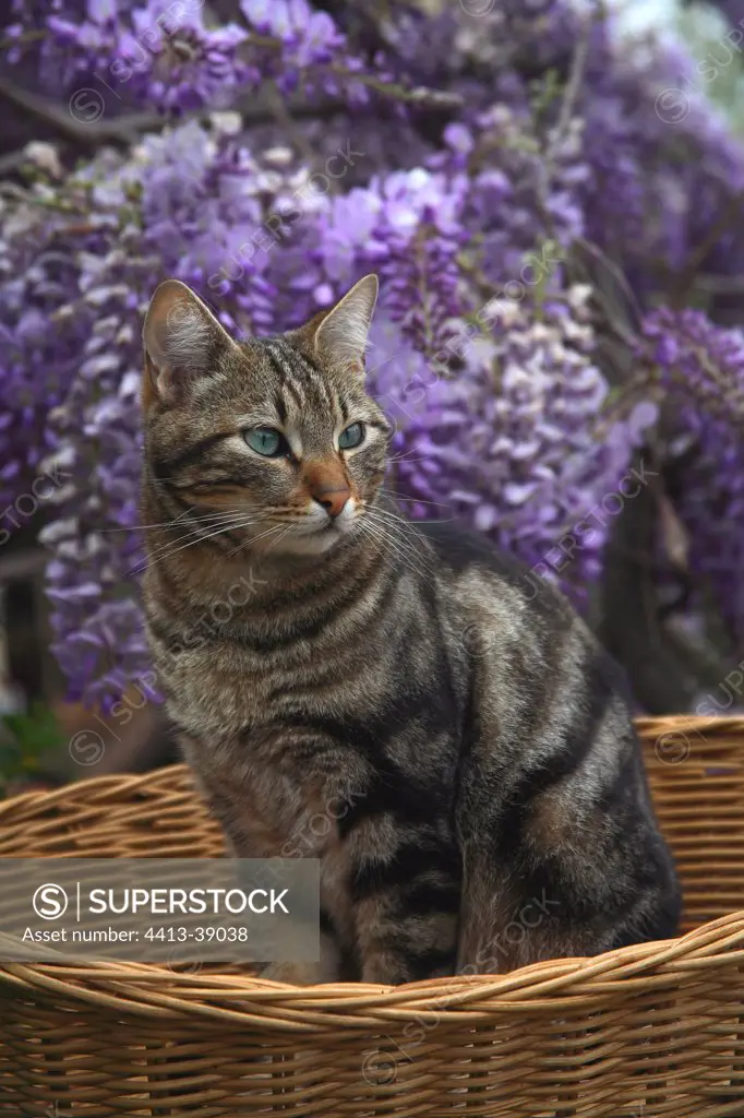 Cat sitting in a basket before a Wisteria in bloom