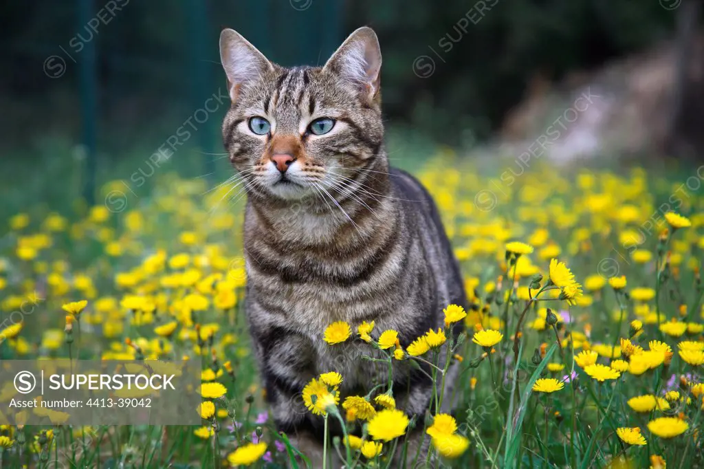 Portrait of a Cat standing in a field of dandelions France