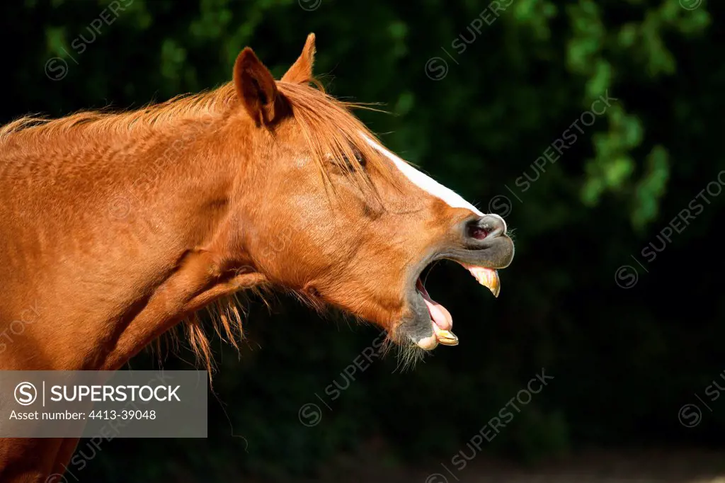Portrait of a horse neighing in France