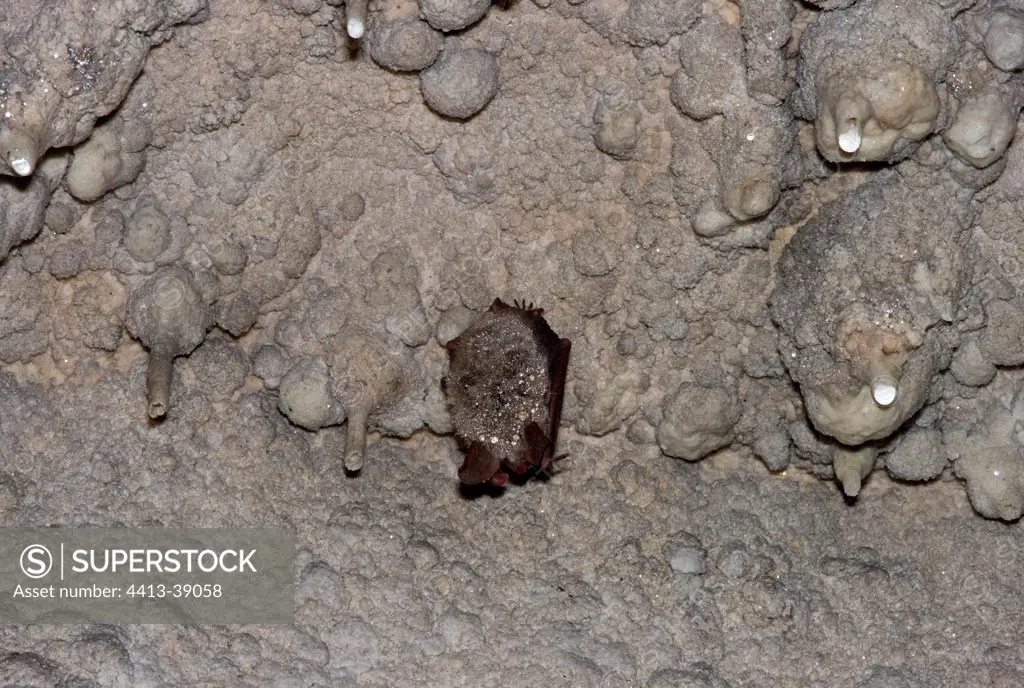 Bechstein's bat wintering inside a cave in the Doubs France