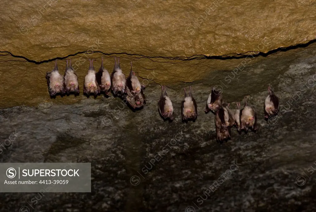 Meditettanean Horseshoe Bats wintering inside a cave