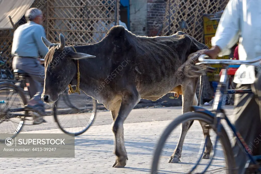 Sacred Cow walking in the middle of traffic India