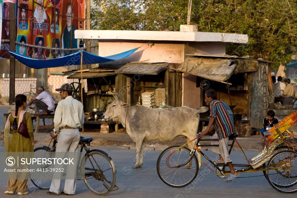 Sacred Cow in the middle of traffic Uttar Pradesh India