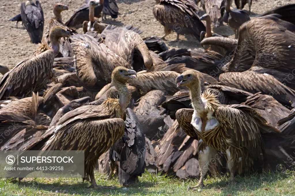 Eurasian Griffon Vultures and White-rumped VulturesQuarry