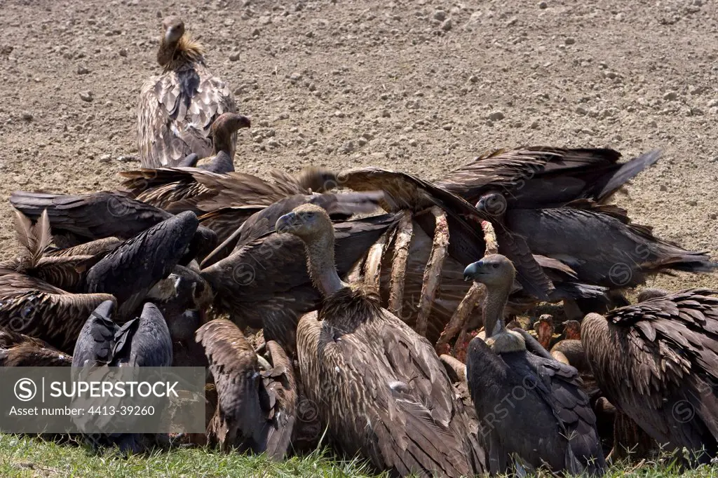 Eurasian Griffon Vultures and White-rumped VulturesQuarry