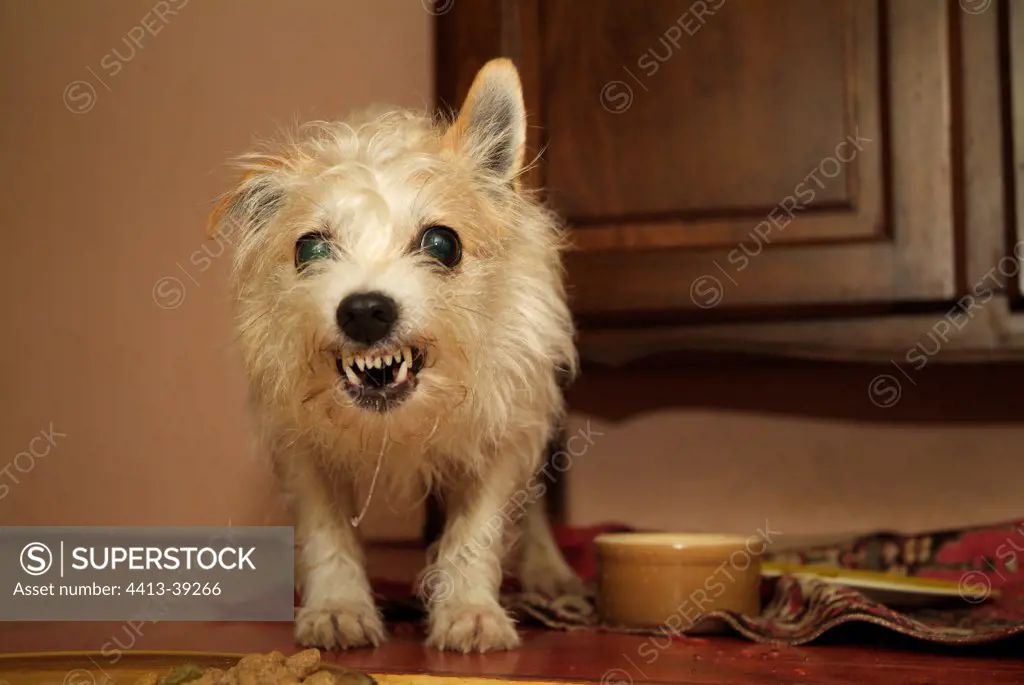 Male cross dog growling aggressively