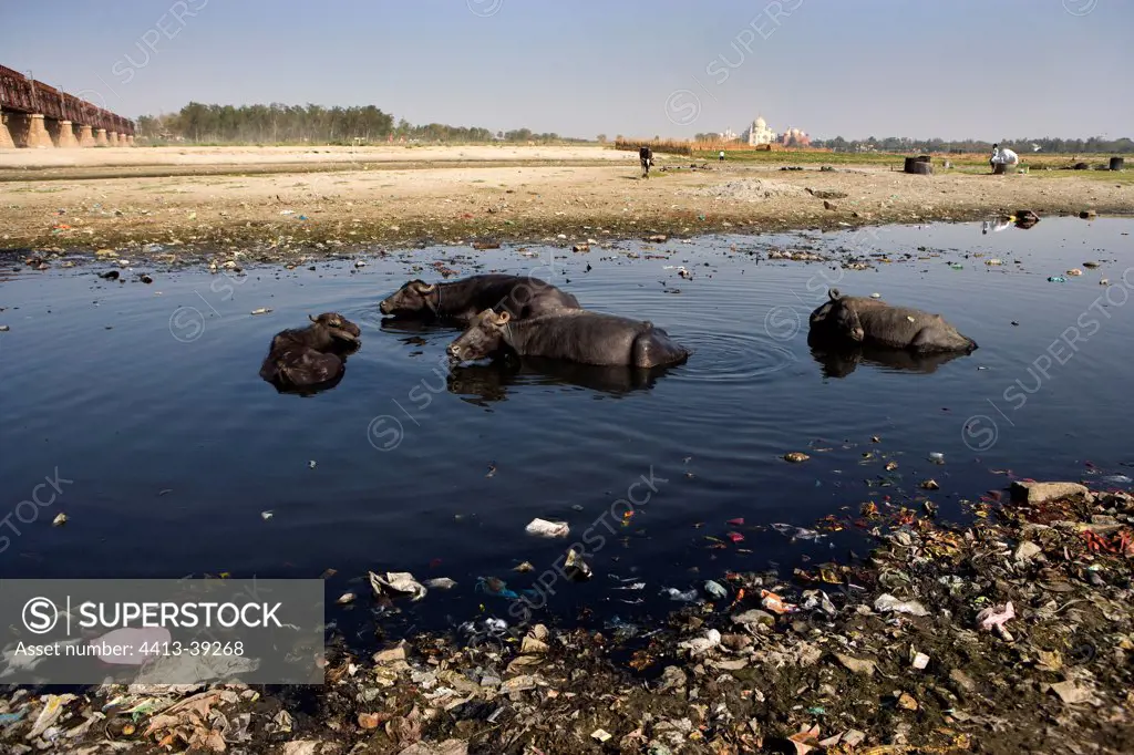 Buffaloes bathing in the Yamouna river Agra India