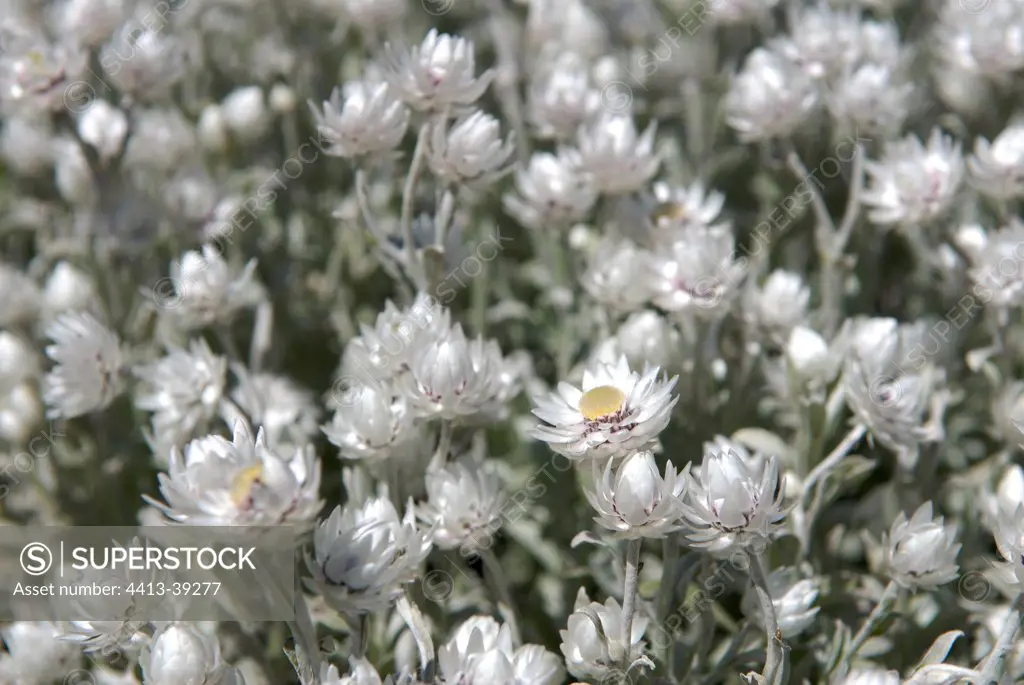 Flowers of Silver Everlasting South Africa