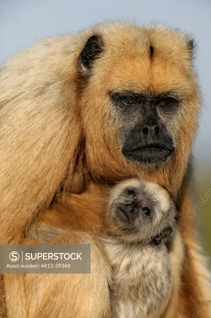 Portrait of a female Black-howler monkey with its young