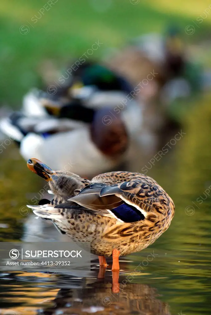 Female of Malard Duck cleaning its plumage France