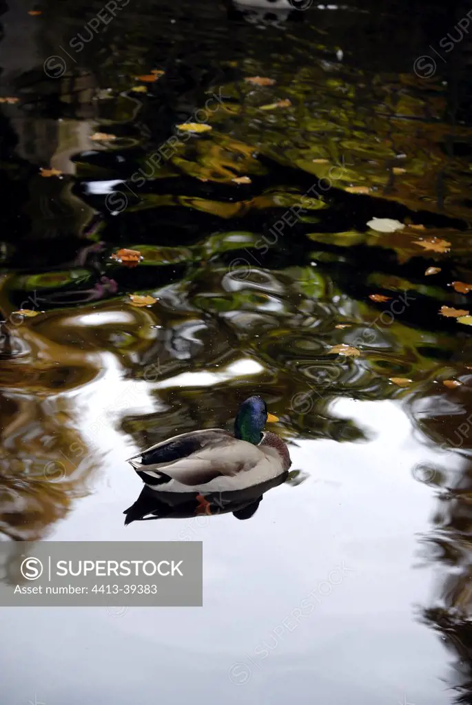 Male of Malard Duck swimming on a pond France