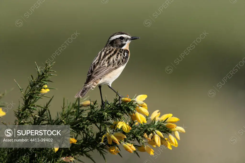 Male Whinchat on a Golden Gorse Wales