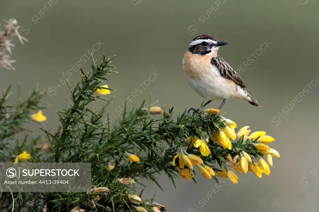 Male Whinchat on a Golden Gorse Wales