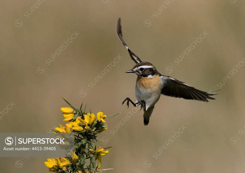 Male Whinchat posing on a Golden Gorse Wales