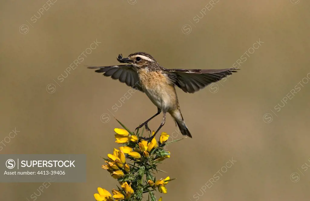 Female Whinchat posing on a Golden Gorse Wales