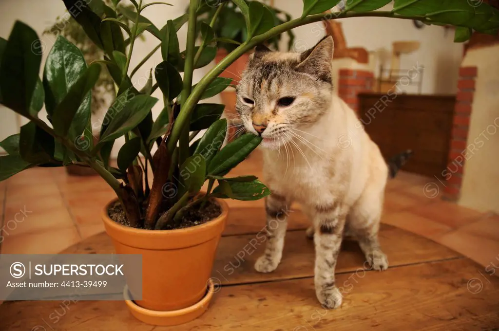 Female European blue tabby point cat eating a green plant