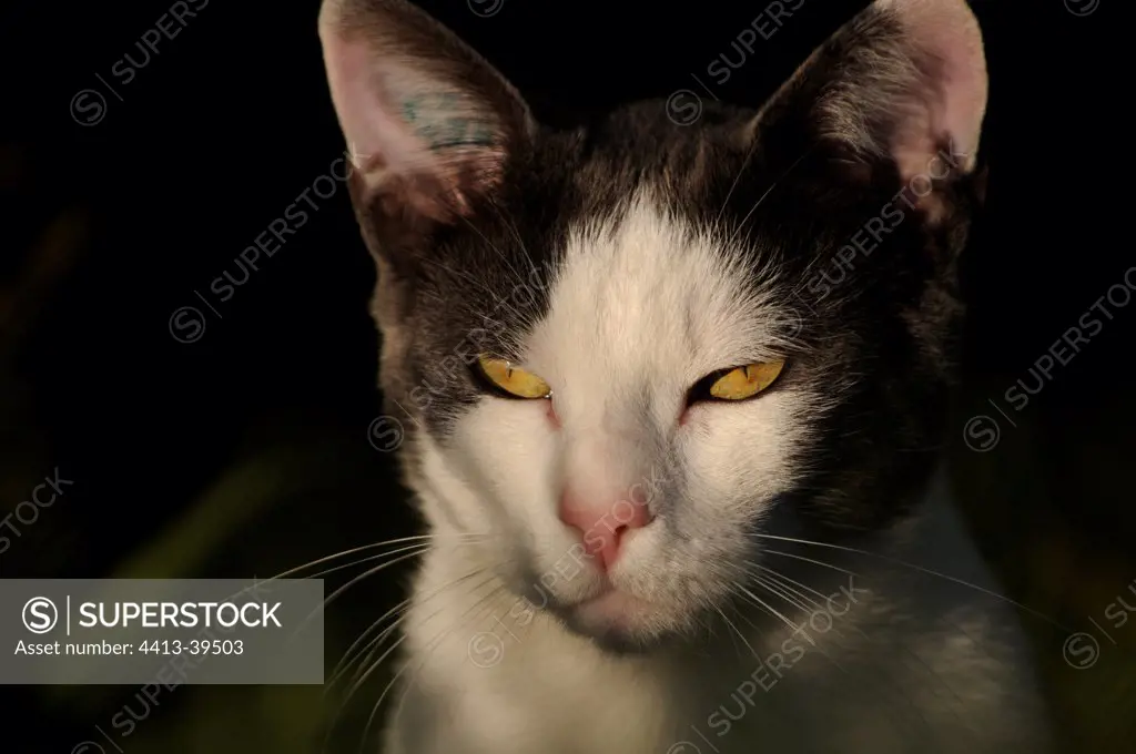 Portrait of a white and blue male European cat France