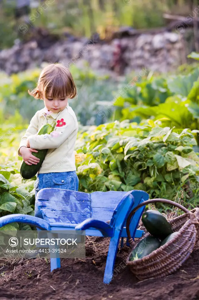Little girl harvesting zucchinis kitchen garden