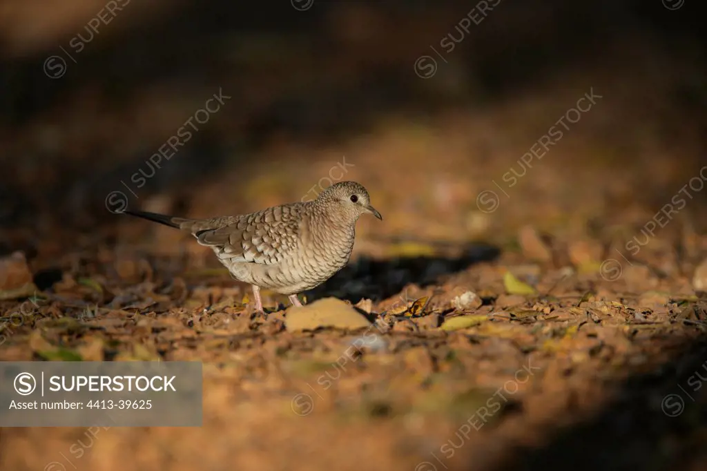 Scaled dove on the ground Brazil