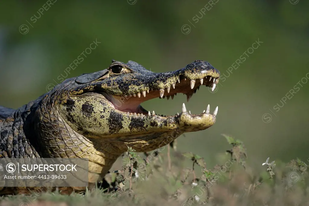 Portrait of a Spectacled caiman Brazil