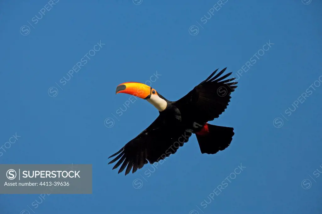 Toco toucan flying Brazil