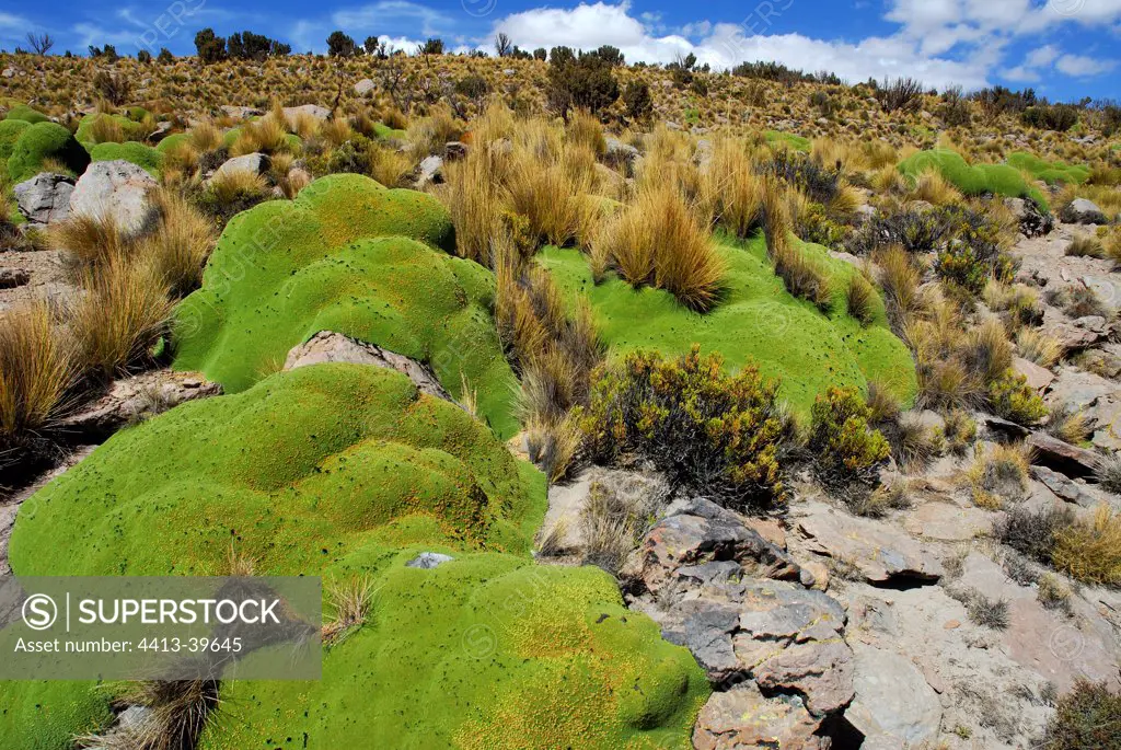 Yareta bogs in the paramo of Isluga NP Chile