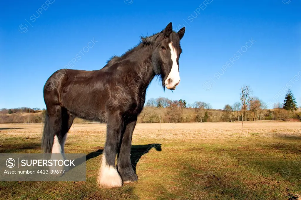 Shire horse Bussurelle Haute-Sone