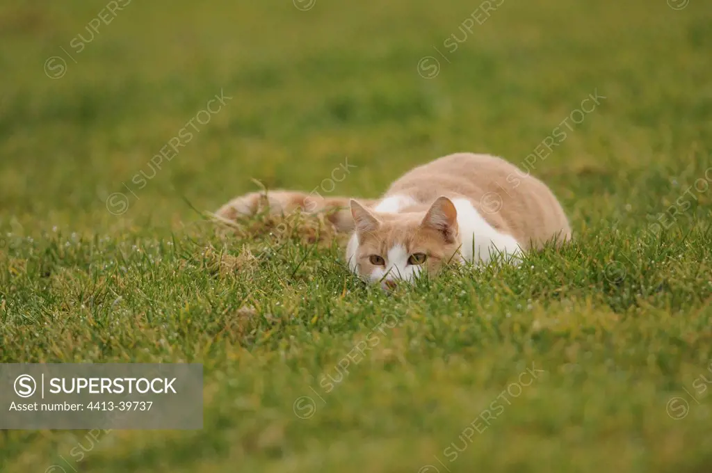 Male white and red European cat stalking in a garden France