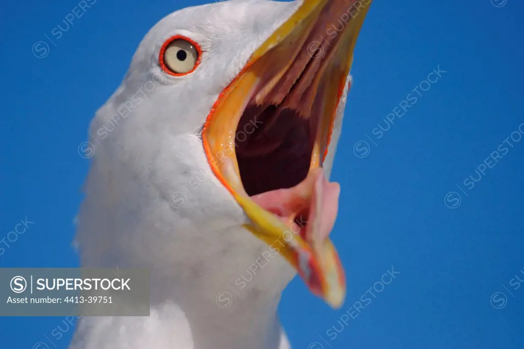 Close-up of a Seagull opening the beak Morocco
