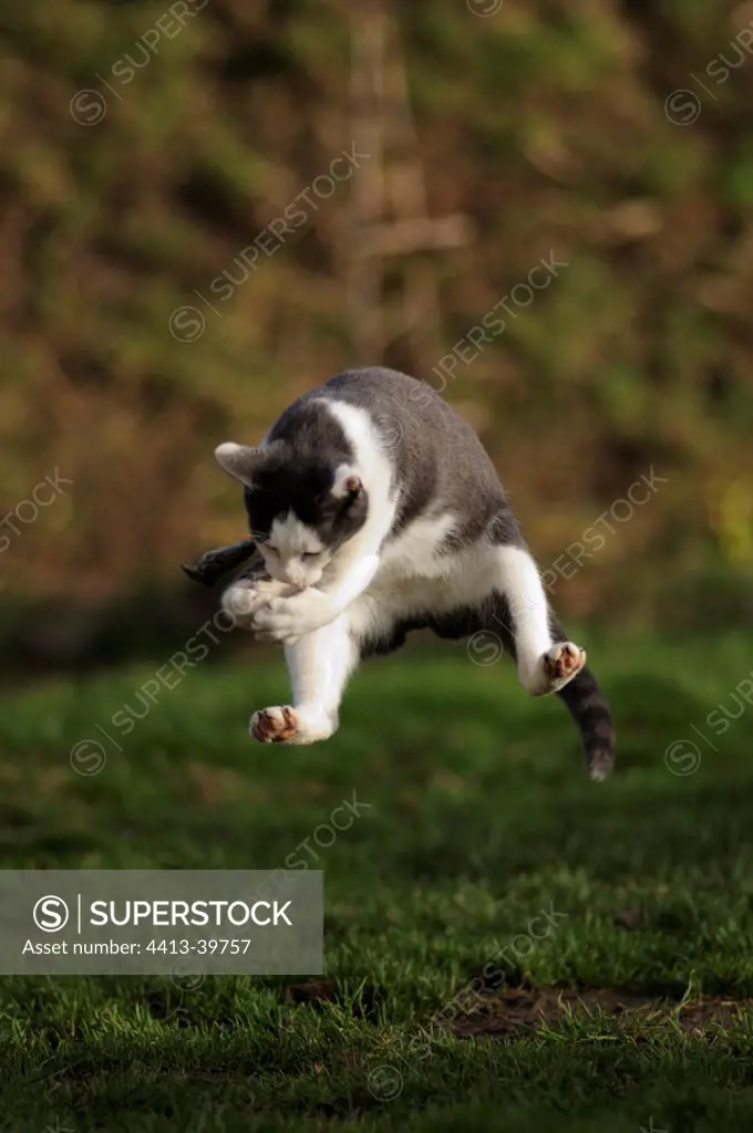 White and blue male European cat playing with a mouse France