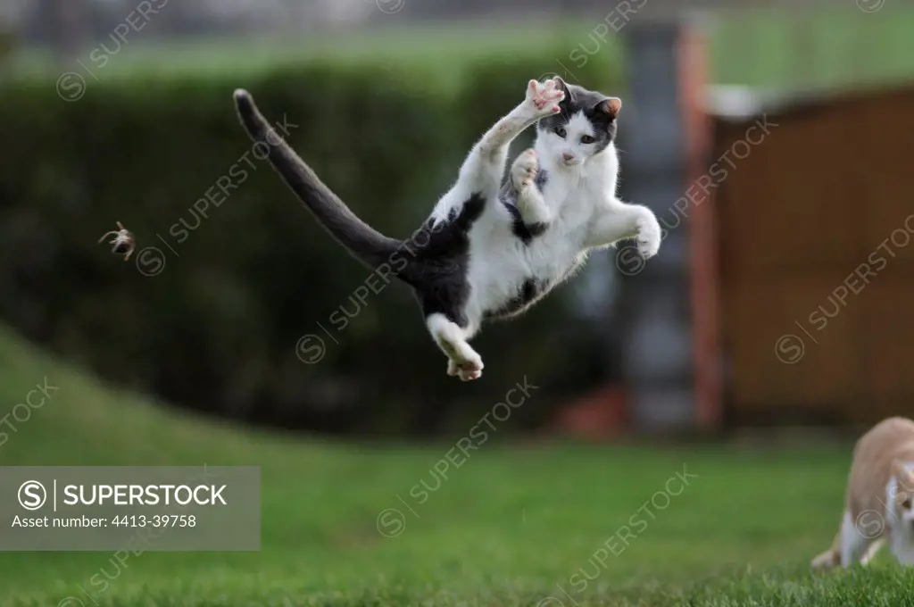 White and blue male European cat playing with a mouse France