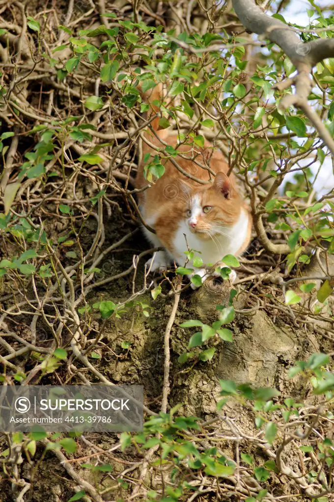 Male red tabby European cat on a tree in a garden France