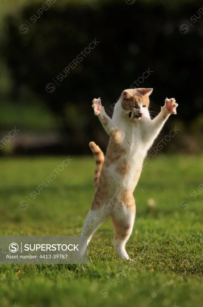 Male white and red European cat playing with a mouse France