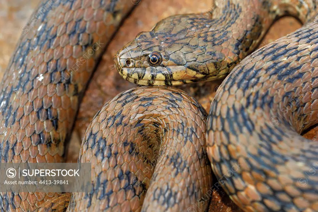 Viperine Water Snake Plaine des Maures Provence France