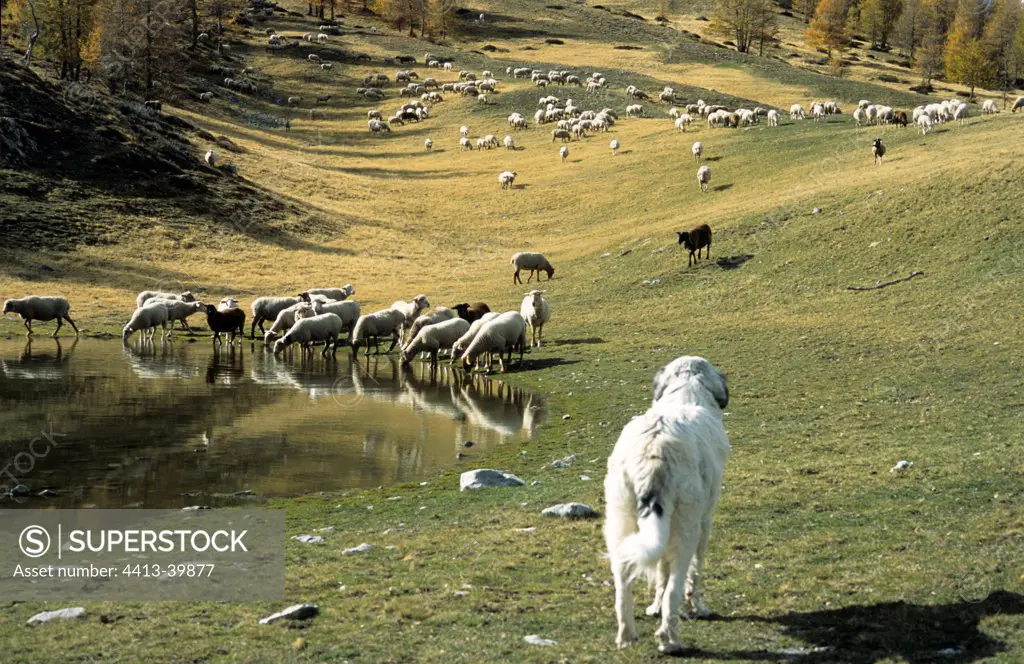 Herd of sheep in autumn PN Mercantour France